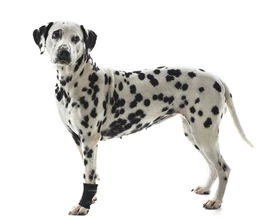 KRUUSE Rehab Carpal Protector (M)