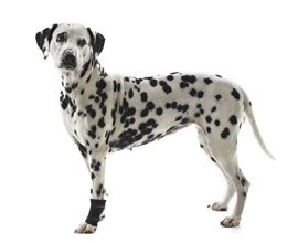 KRUUSE Rehab Carpal Protector (XXXS)